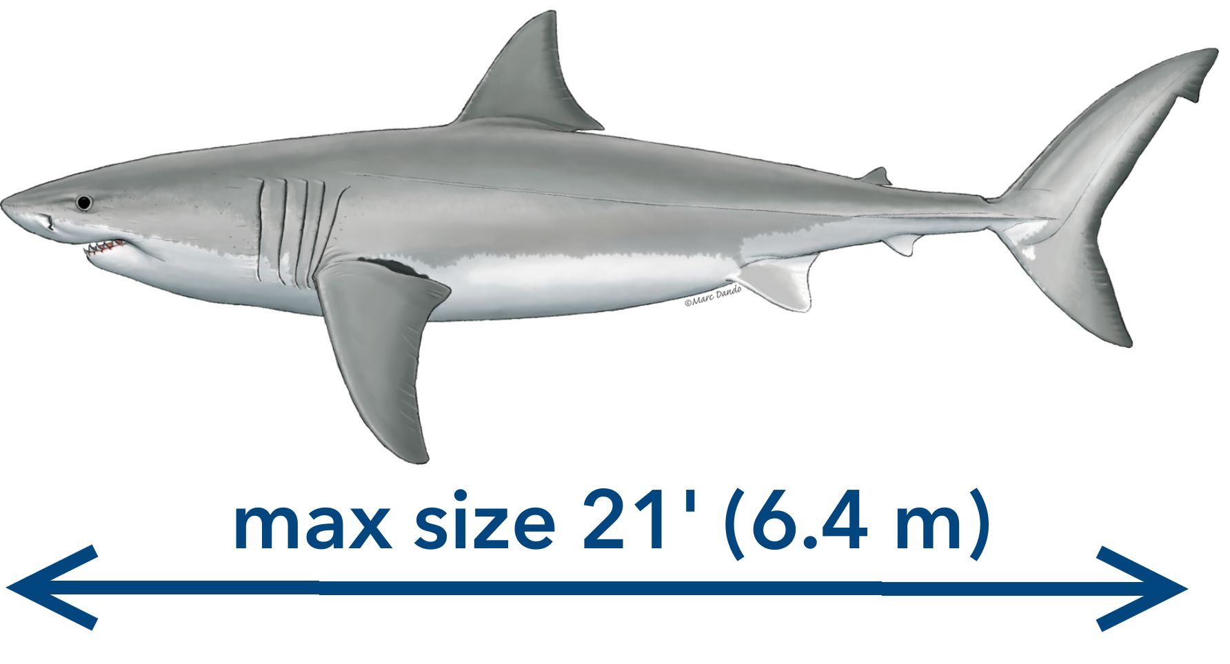 Great White Shark
