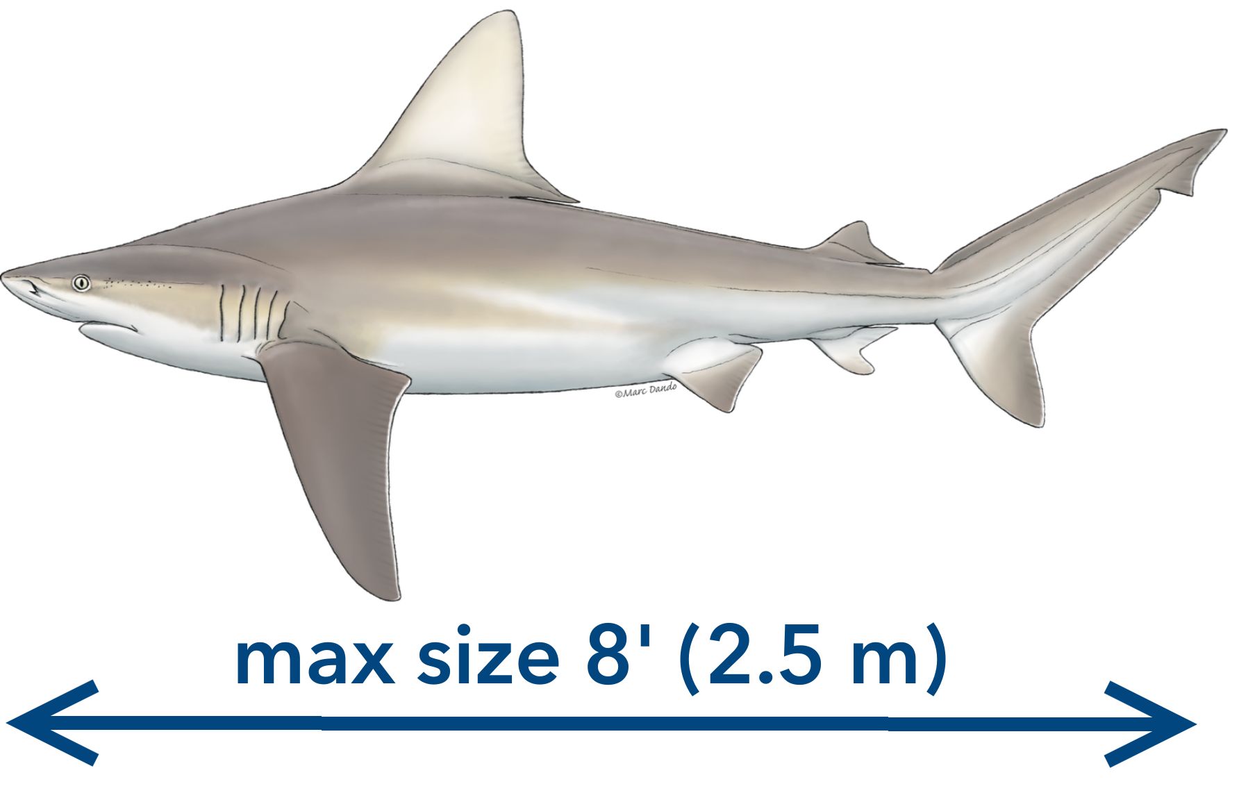 A sandbar shark. Photo courtesy Mote Marine Lab.