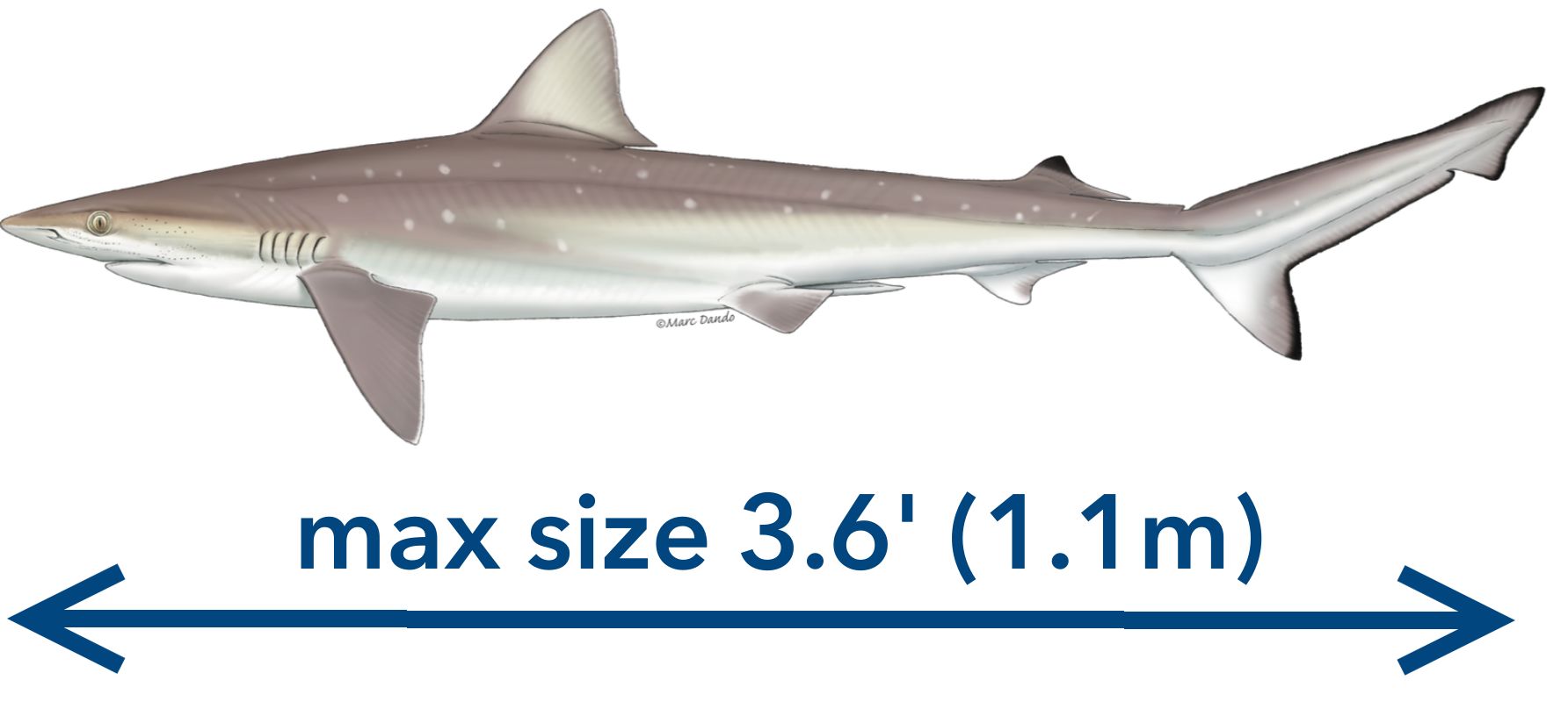 The sharpnose shark Rhizoprionodon terraenovae.
