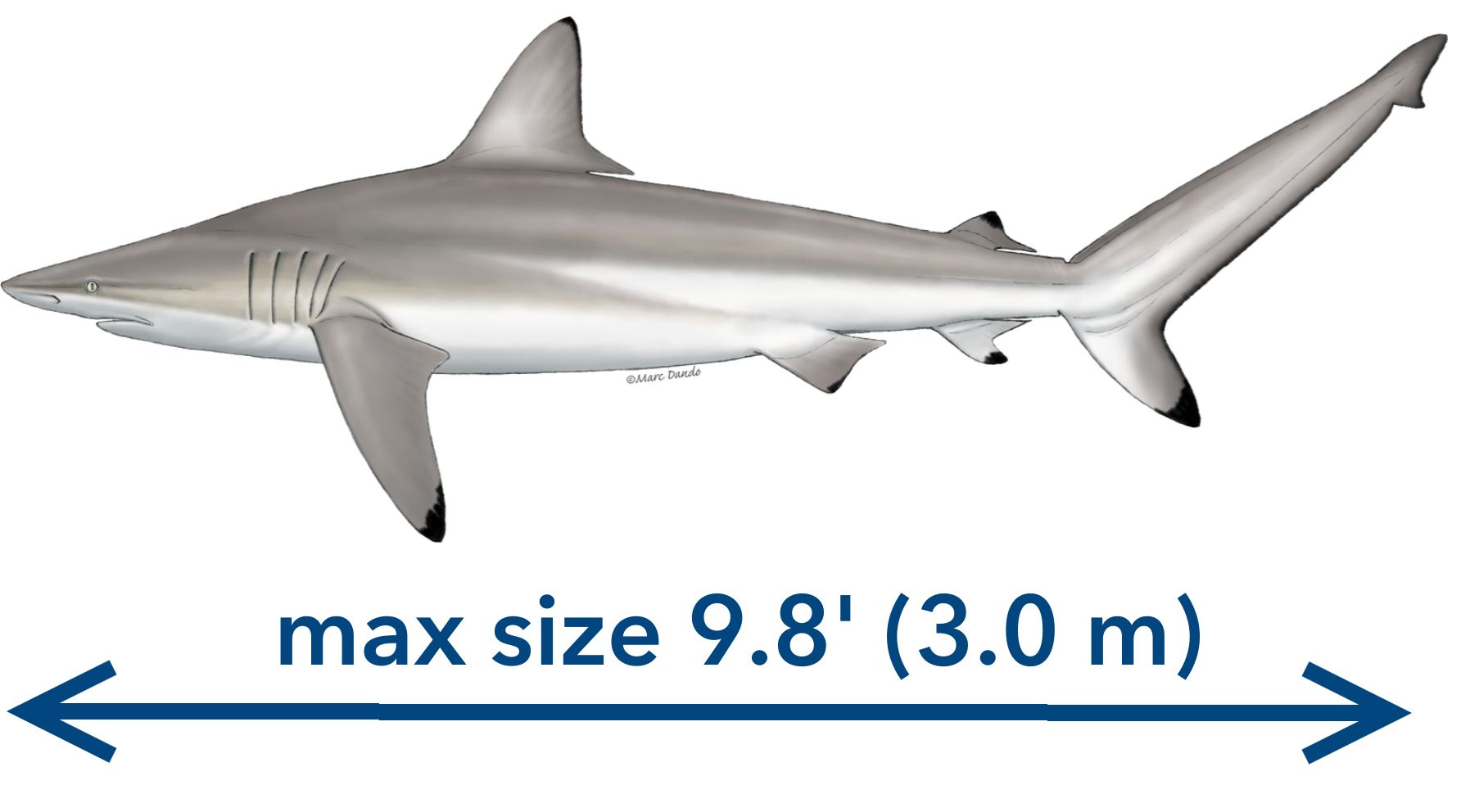 The spinner shark Carcharhinus brevipinna.