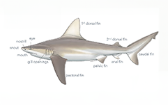 shark anatomy
