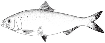 american_shad.jpg