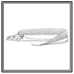 Atlantic cutlassfish
