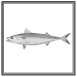Atlantic mackerel