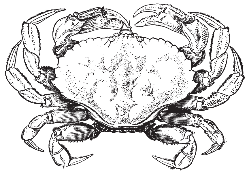rock_crab.jpg