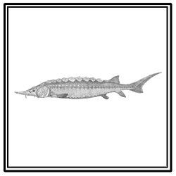 Atlantic sturgeon