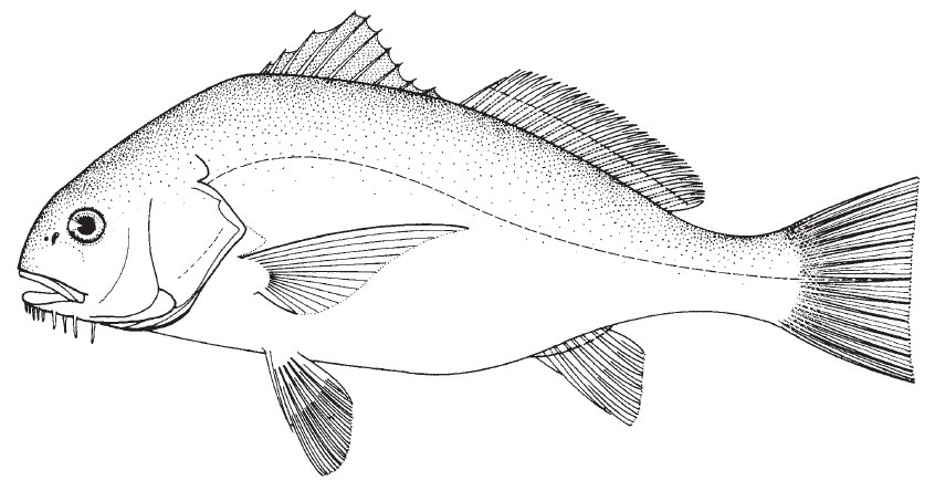 black_drum1.jpg