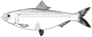 blueback1.jpg