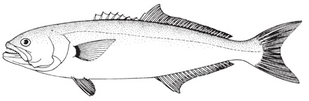 bluefish1.jpg
