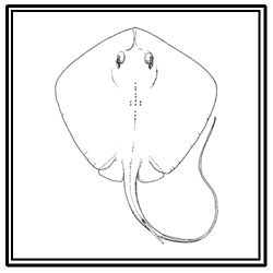 bluntnose stingray