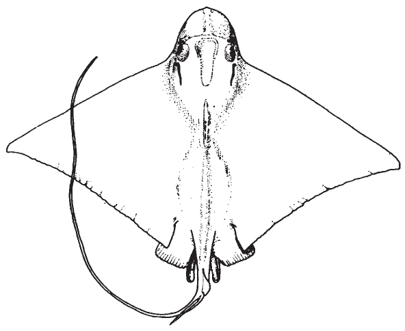 bullnose_ray1.jpg