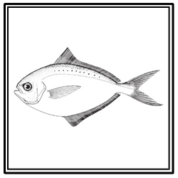 butterfish