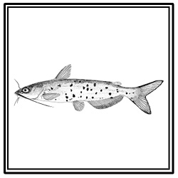 channel catfish
