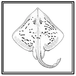 clearnose skate