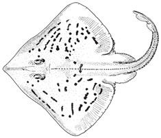 clearnose_skate.jpg
