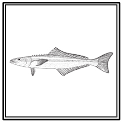cobia