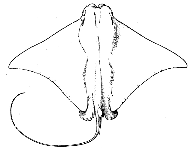 cownose_ray-1.jpg