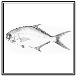 Florida pompano