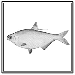 gizzard shad