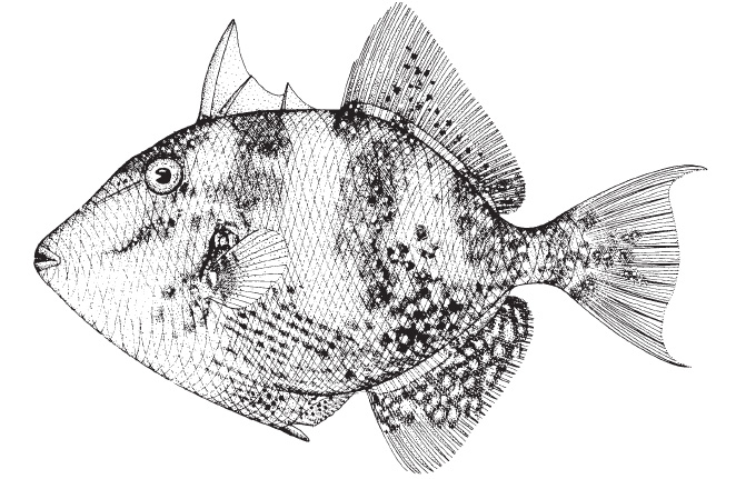 gray_triggerfish1.jpg