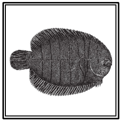 hogchoker