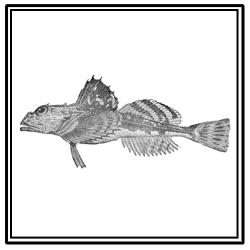 longhorn sculpin