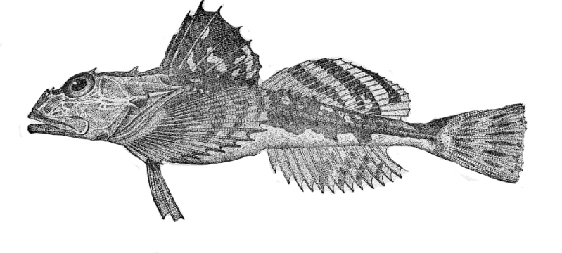 longhorn_sculpin1