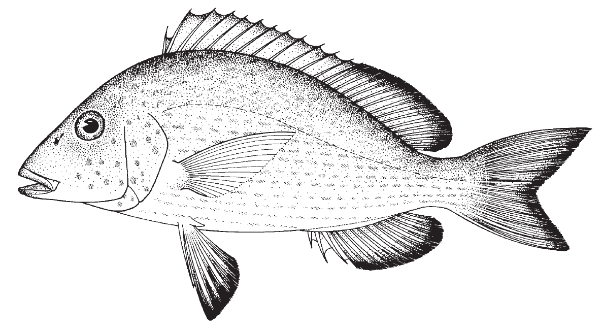 pigfish1.jpg