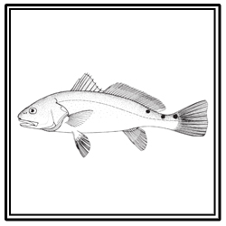 red drum