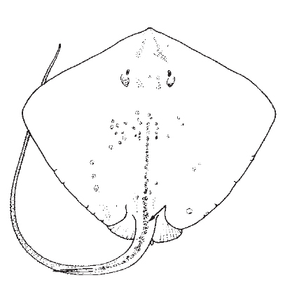 roughtail_stingray1.jpg