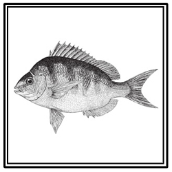 scup