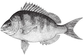scup1.jpg