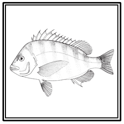 sheepshead