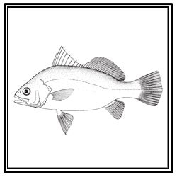 silver perch