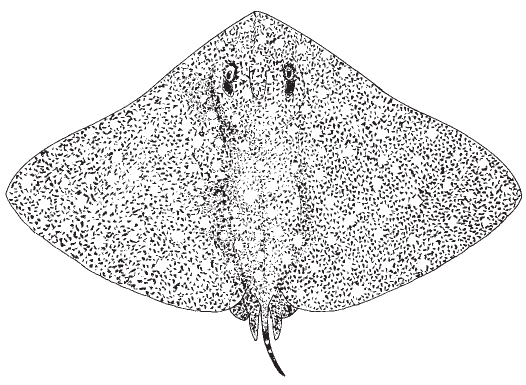 smooth_butterfly_ray1.jpg