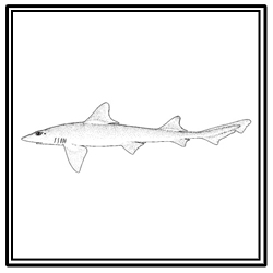 smooth dogfish