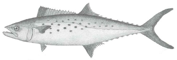 spanish_mackerel1.jpg