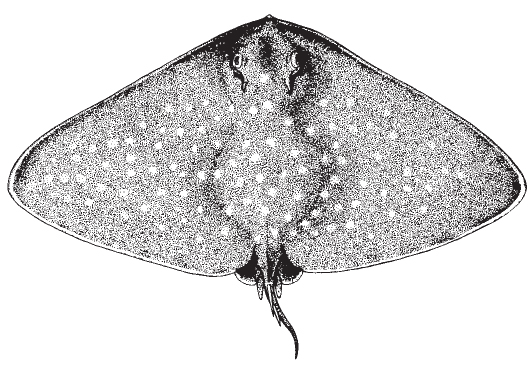 spiny_butterfly_ray1.jpg
