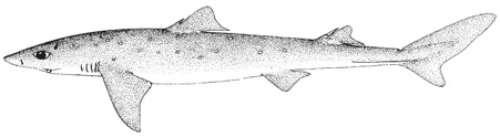 spiny_dogfish1.jpg