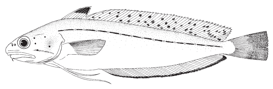 spotted_hake1.jpg