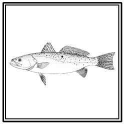 spotted seatrout