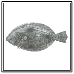 summer flounder