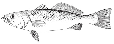 weakfish1.jpg