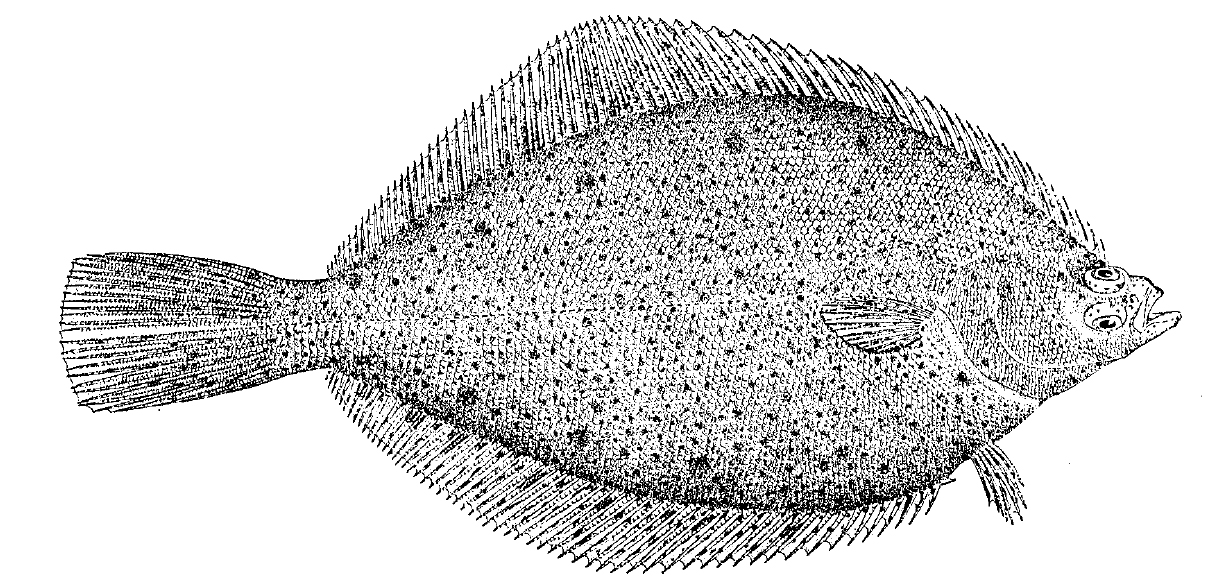 yellowtail_flounder1.jpg