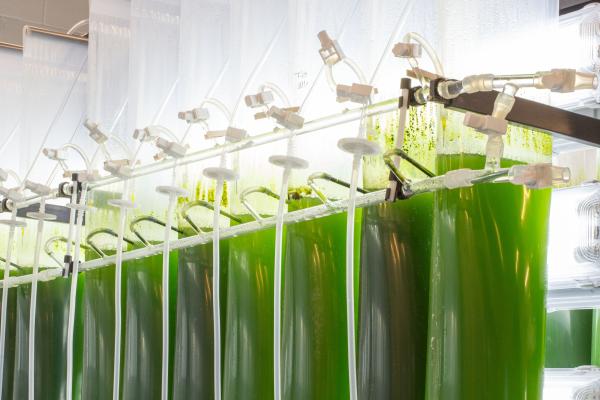 a row green algae hung in bags